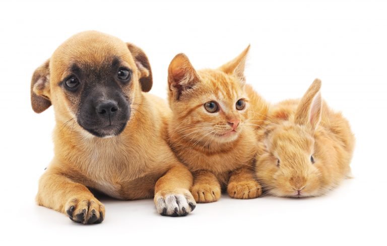 Blog: 4 key questions to ask yourself before buying a new puppy or kitten