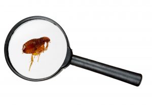 Flea under a microscope