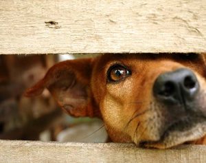 Crossbred dog peering through a gap in the fence