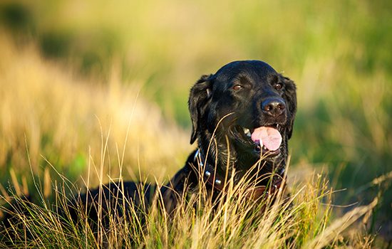 Black Labrador on a dog walk in a field of long grass
