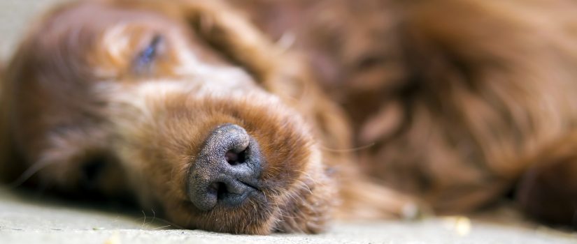 Nose of sleeping Irish Setter dog.