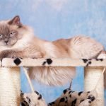 Obese cat clearly displaying the results of cat behaviours such as laziness on abdominal fat.