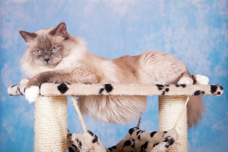 Blog: Cat behaviours explained. Just what is your cat trying to tell you?