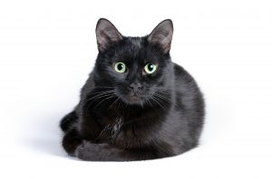Black cat lying on a white background, looking at camera.