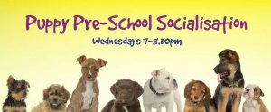 Puppy Pre-School banner with a line-up of very cute puppies along the bottom