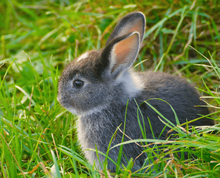 Blog – 5 Top Tips For Feeding Pet Rabbits