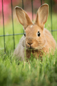 Pet rabbit feeding on fresh grass
