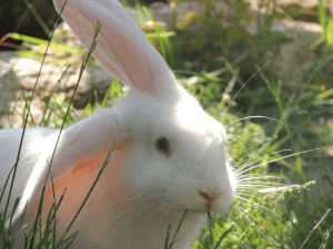 white rabbit eating fresh grass