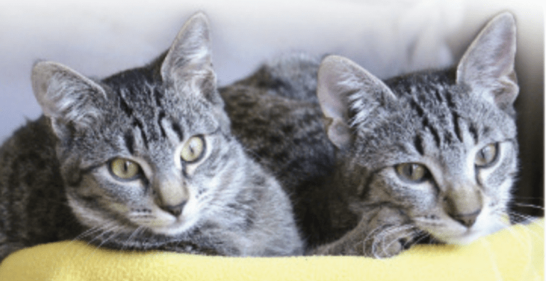 Neutering your Feline Friend