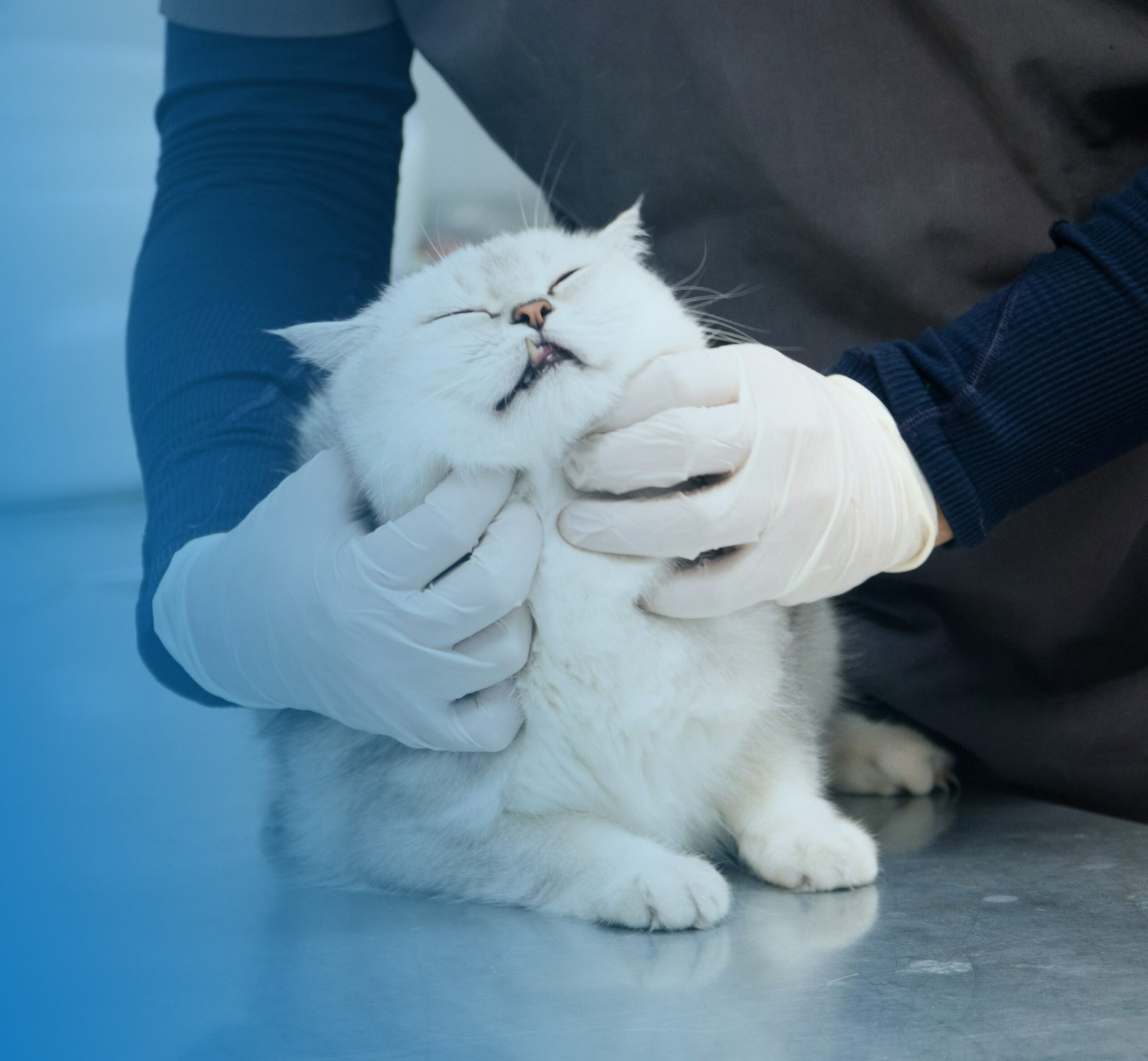 Pet receiving vaccination